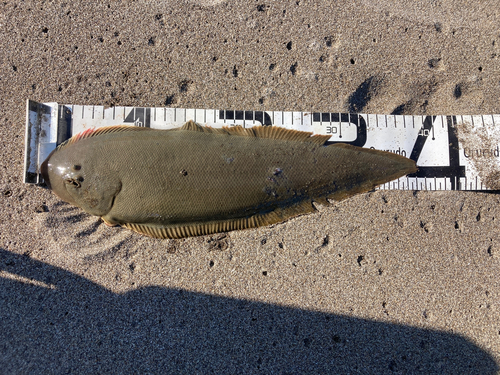 マゴチの釣果