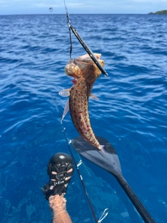 ミナミアカエソの釣果