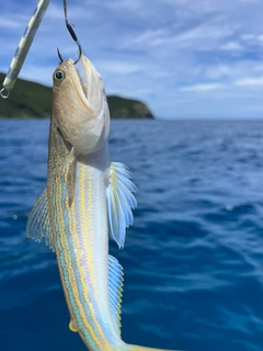 オキエソの釣果