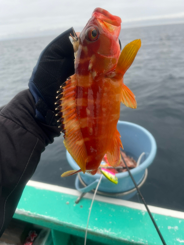 アカハタの釣果