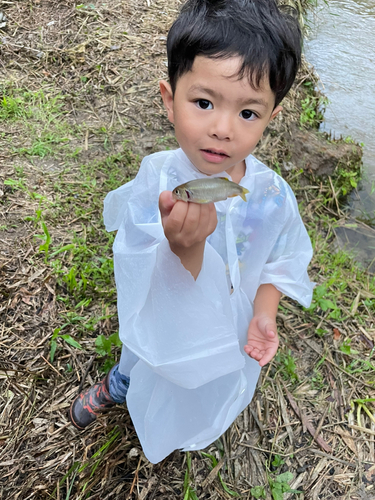 カワムツの釣果