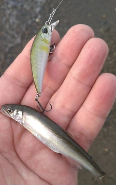 アユの釣果