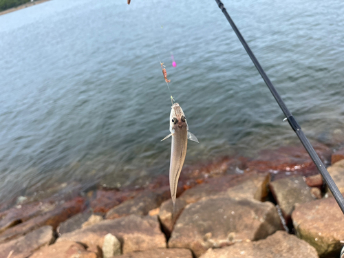 キスの釣果