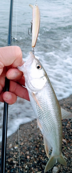 ハスの釣果