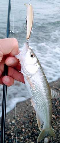 ハスの釣果