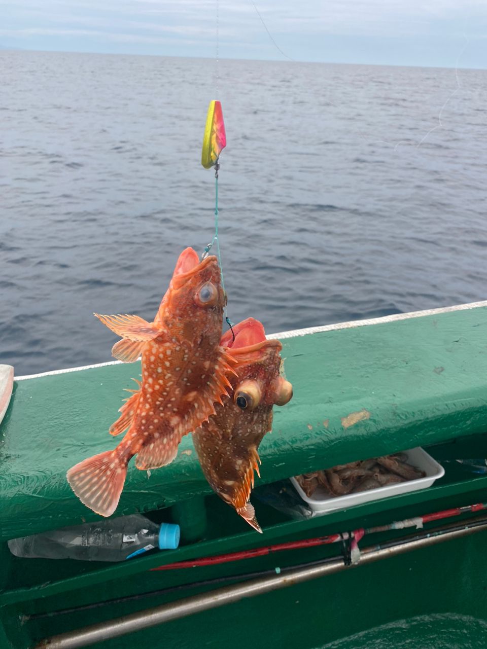 hukazyさんの釣果 1枚目の画像