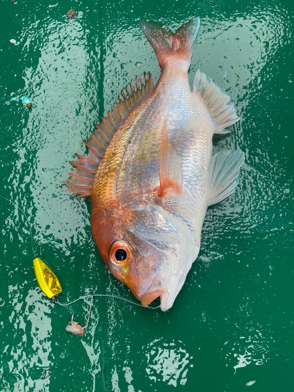 hukazyさんの釣果 1枚目の画像