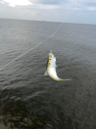 サッパの釣果