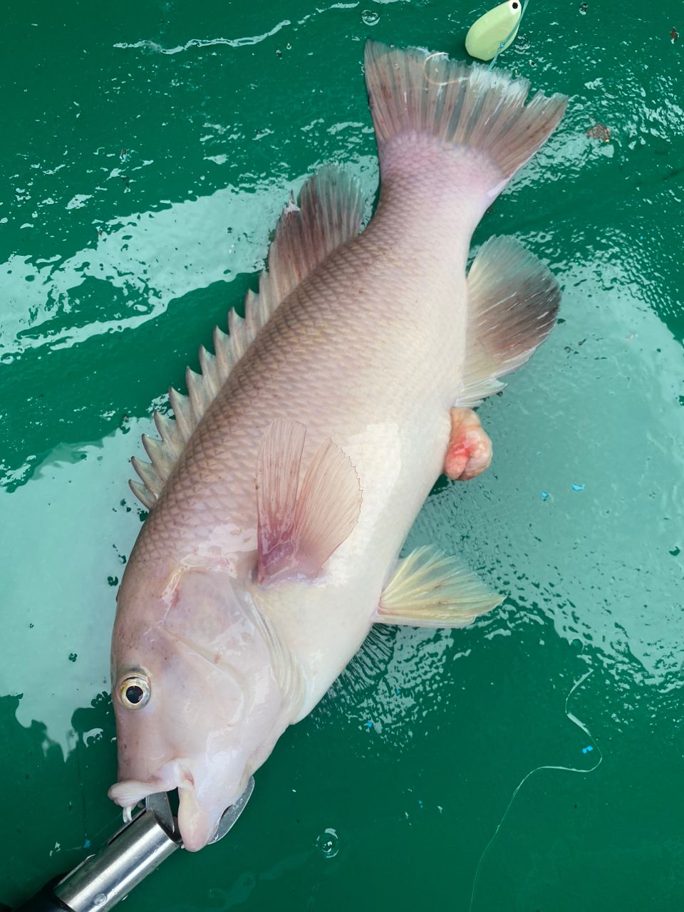 hukazyさんの釣果 1枚目の画像