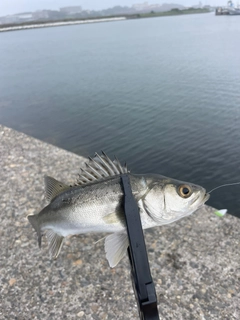 セイゴ（マルスズキ）の釣果