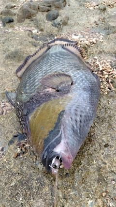 ゴマモンガラの釣果