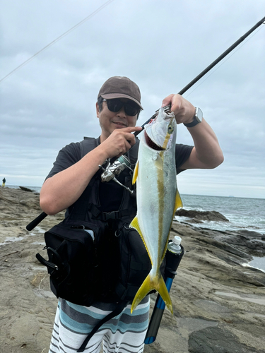 ヒラマサの釣果