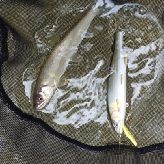 アユの釣果