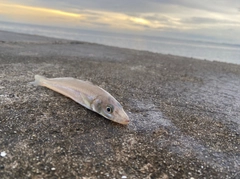 キスの釣果