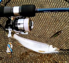 ハスの釣果