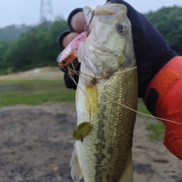 ブラックバス