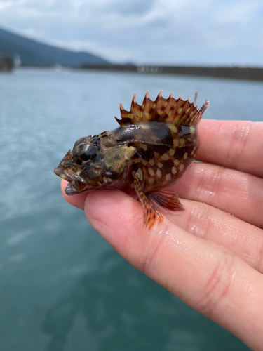 アラカブの釣果