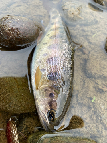 ヤマメの釣果