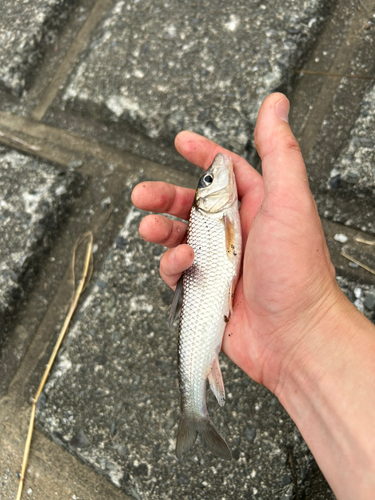 ニゴイの釣果