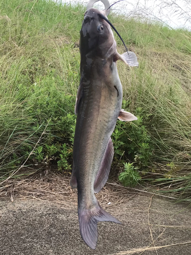 アメリカナマズの釣果