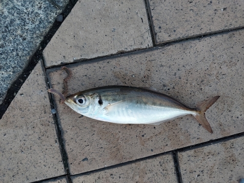 マアジの釣果