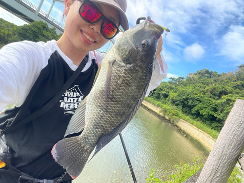 ティラピアの釣果