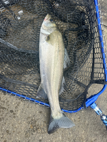 セイゴ（マルスズキ）の釣果