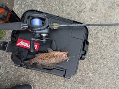 オオモンハタの釣果