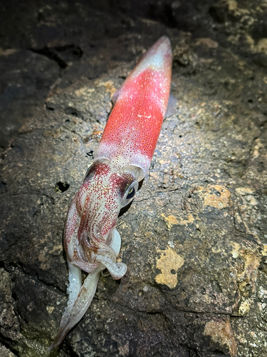 ケンサキイカの釣果