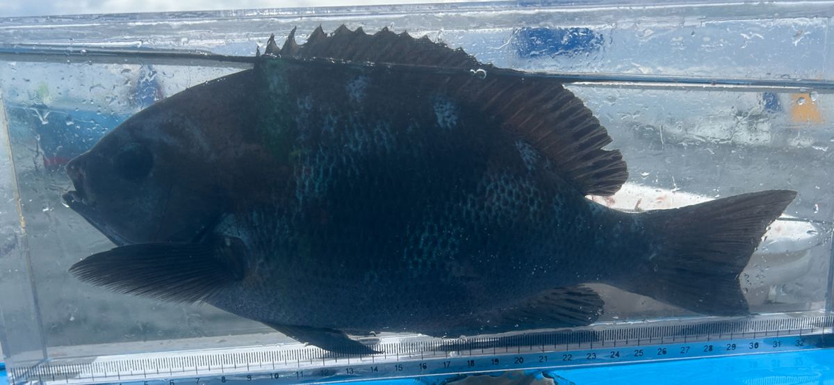 コッスーFさんの釣果 2枚目の画像