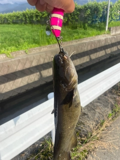 ナマズの釣果