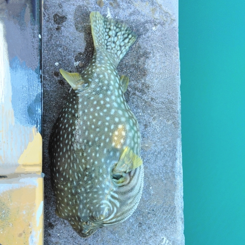 サザナミフグの釣果