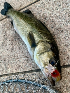 セイゴ（マルスズキ）の釣果
