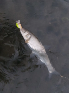 ウグイの釣果