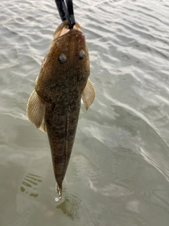 マゴチの釣果