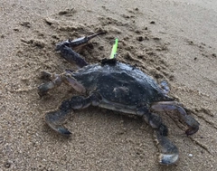 ワタリガニの釣果