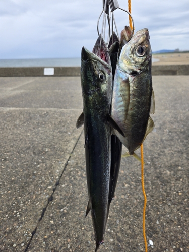 大浜釣り公園（金沢港ふれあい広場）