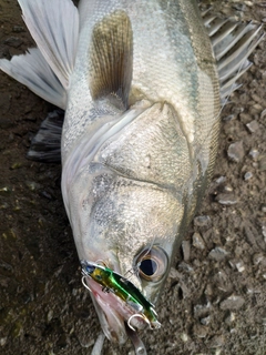 スズキの釣果