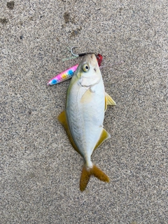 カンパチの釣果