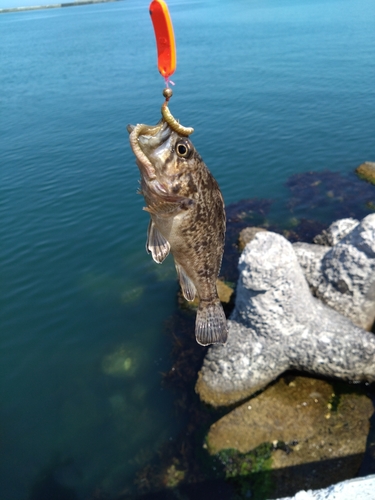 クロソイの釣果