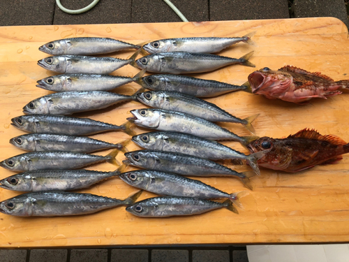 サバの釣果