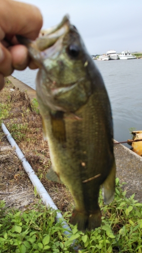 ラージマウスバスの釣果