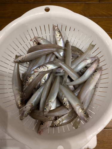 シロギスの釣果