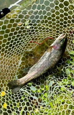 ニジマスの釣果