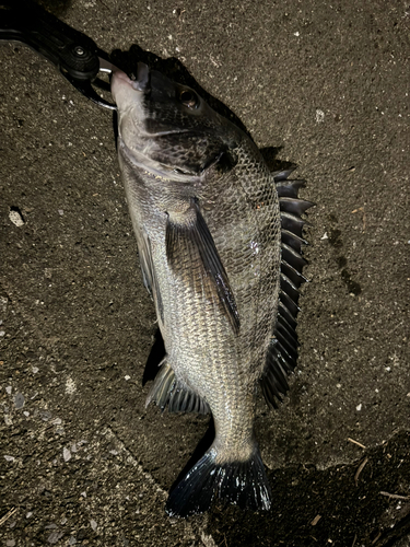 クロダイの釣果