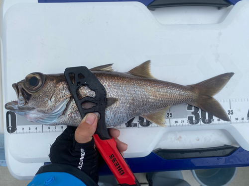 クロムツの釣果