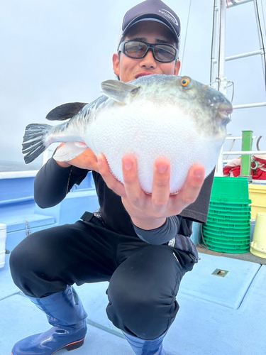 トラフグの釣果