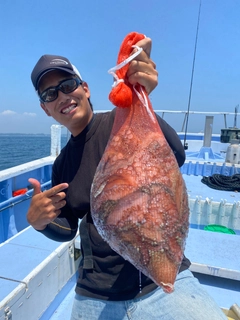 マダコの釣果