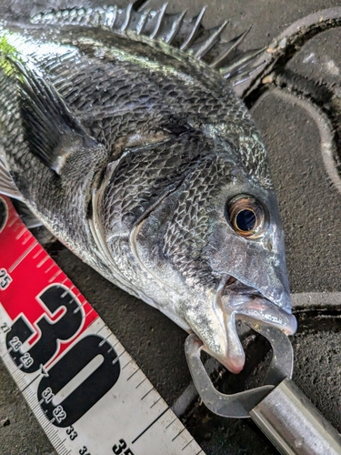 クロダイの釣果