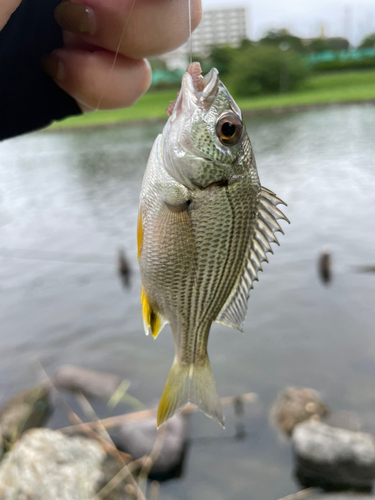 キチヌの釣果